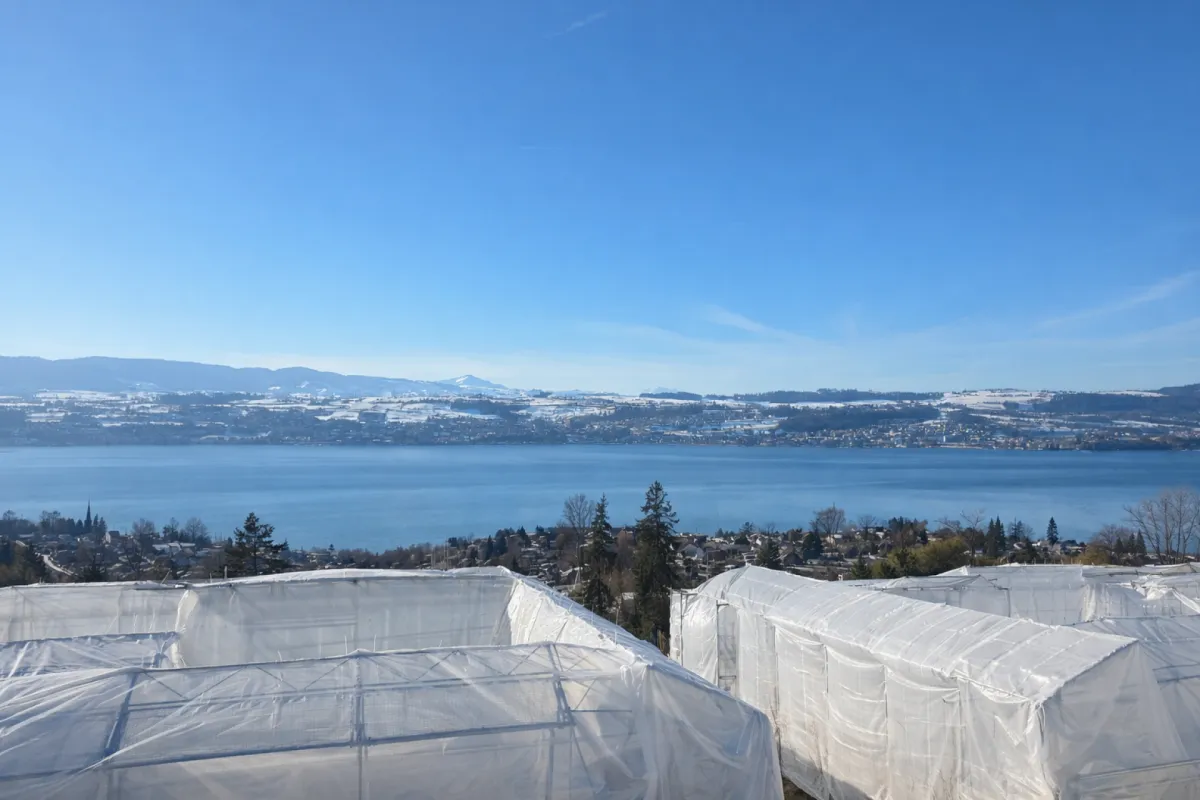 TILIA | Wohnen mit 180° Seesicht - 2.5-Zi.-Wohnung - Bezugsbereit ab Herbst 2026